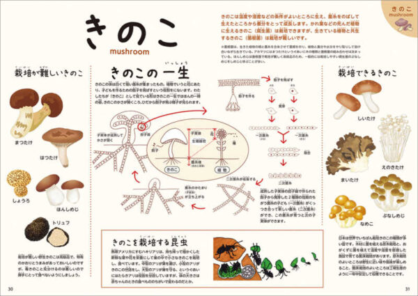 きのこ