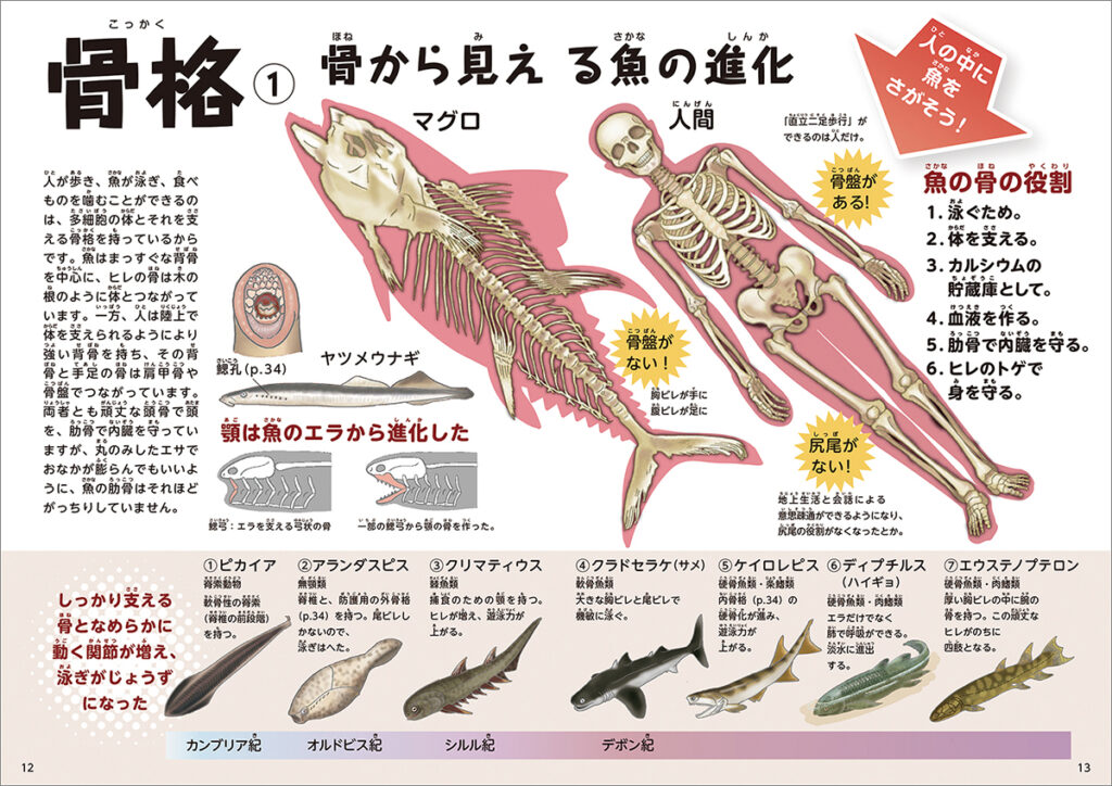 骨格　①骨から見える魚の進化