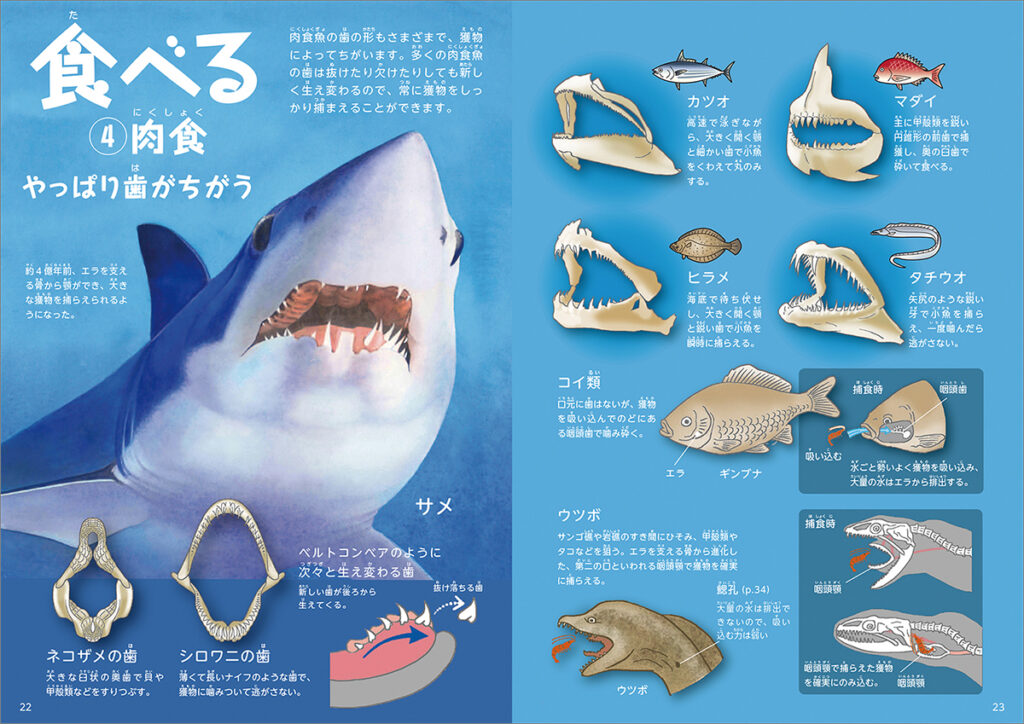 食育絵本第２作目 魚の教え がついに校了 ７月１日発売 群羊社
