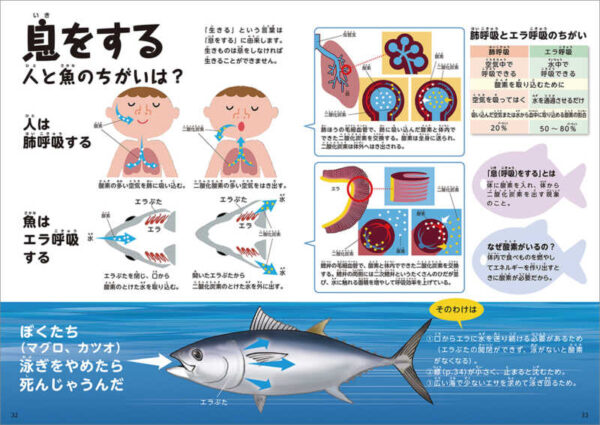 息をする　人と魚のちがいは？