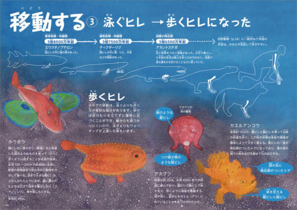 移動する　③泳ぐヒレ→歩くヒレになった