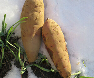 雪景色がよく似合うサツマイモ