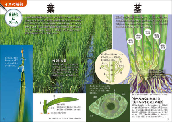 イネの教え　下巻　ともに生きる - 画像 (4)